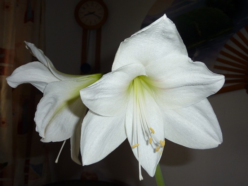weiße Amaryllis2.jpg