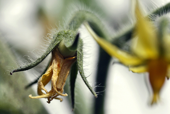 erste tomate klein.jpg