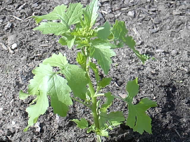 Gartenbilder Welche Pflanze.JPG