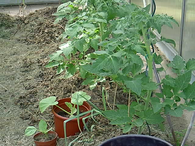 Garten 26.05.2014 003.JPG