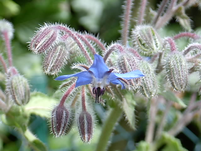 Erwins Garten 21.06.2014 012.JPG