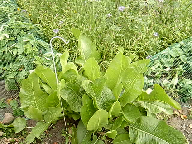 Erwins Garten 21.06.2014 014.JPG