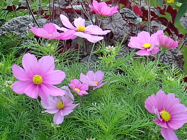 Erwins Garten 21.06.2014 029.JPG