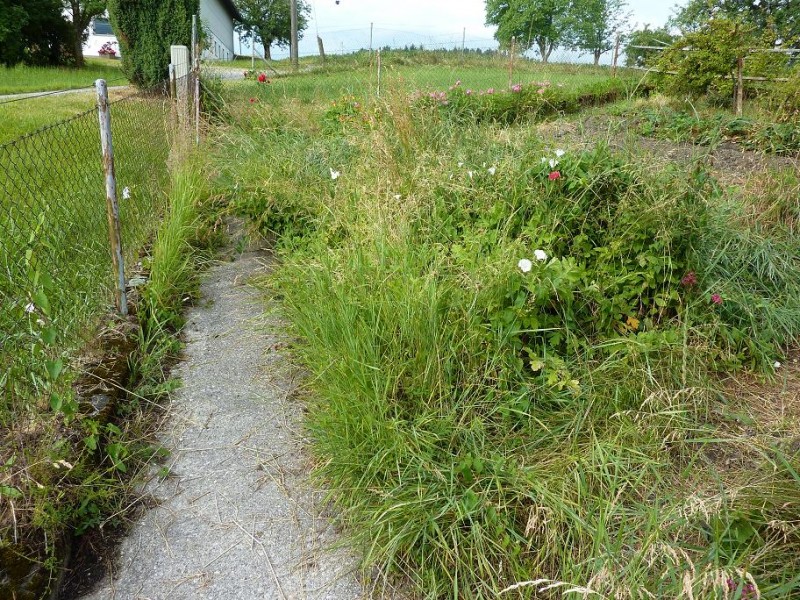 Garten Weg unten 2-7-14.jpg