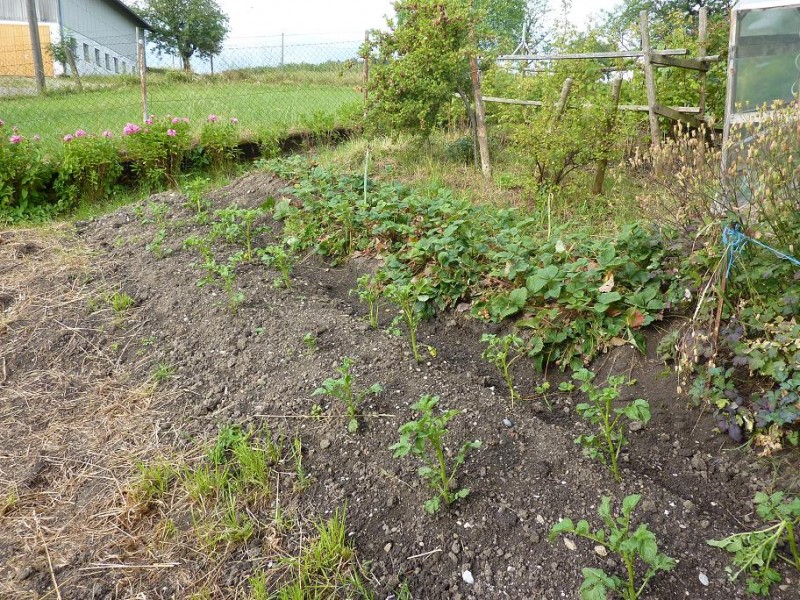 Garten Kartoffeln und Beeren 2-7-14.jpg