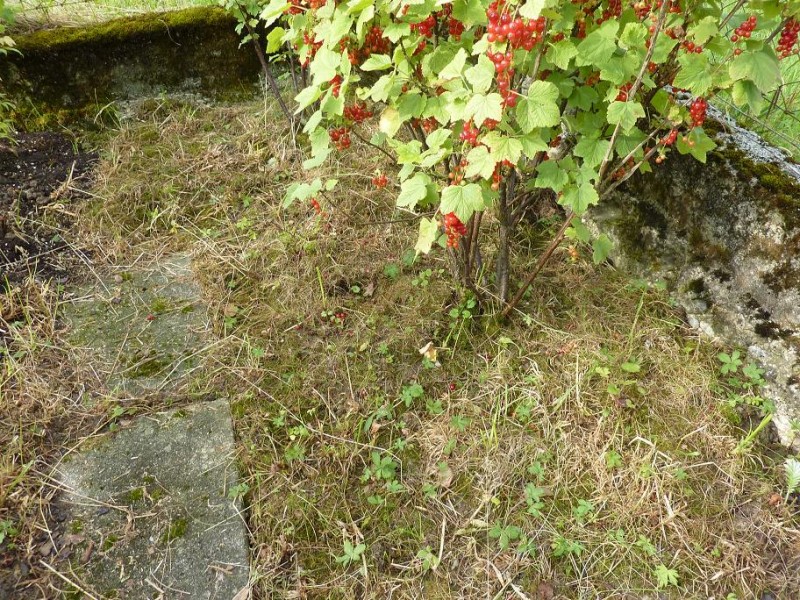 Garten Johannisbeeren 2-7-14.jpg