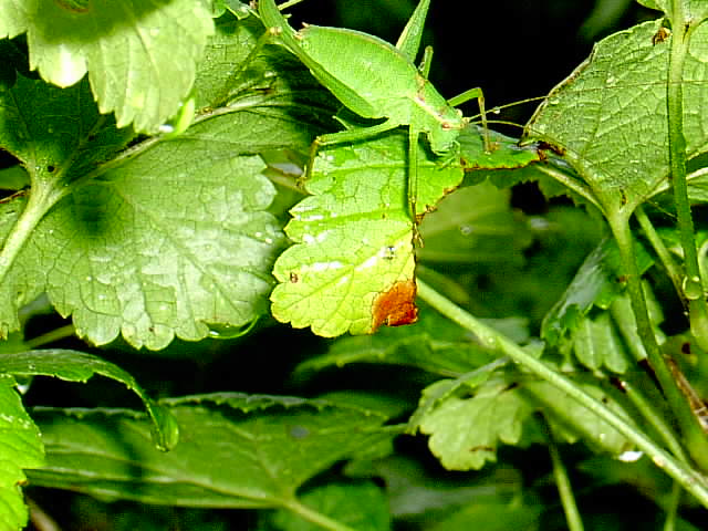 Heupferd 005.JPG