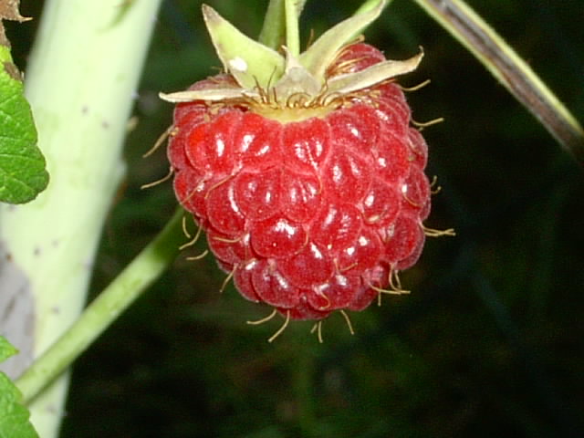 Gartenbilder 15.08.2014 010.JPG