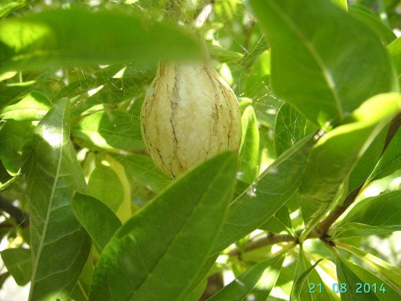 Kokon 2.jpg (351 KiB) 6957 mal betrachtet Kokon 2.jpg