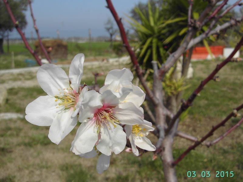 erste Mandelblüten_ergebnis.JPG