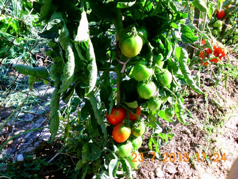 DSCI2754.JPG (229.02 KiB) 8072 mal betrachtet DSCI2754.JPG