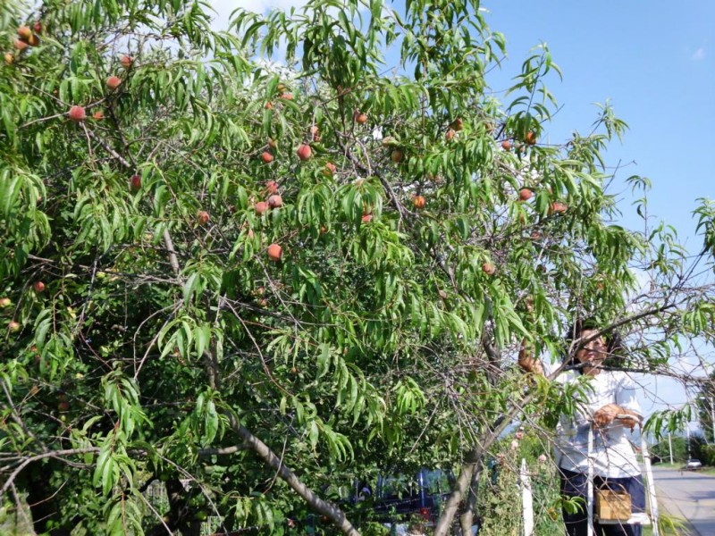 DSCI1149.JPG (260.87 KiB) 8065 mal betrachtet DSCI1149.JPG