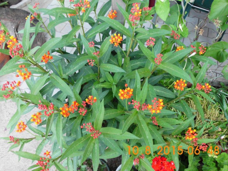 DSCI2800.JPG (164.28 KiB) 4167 mal betrachtet DSCI2800.JPG