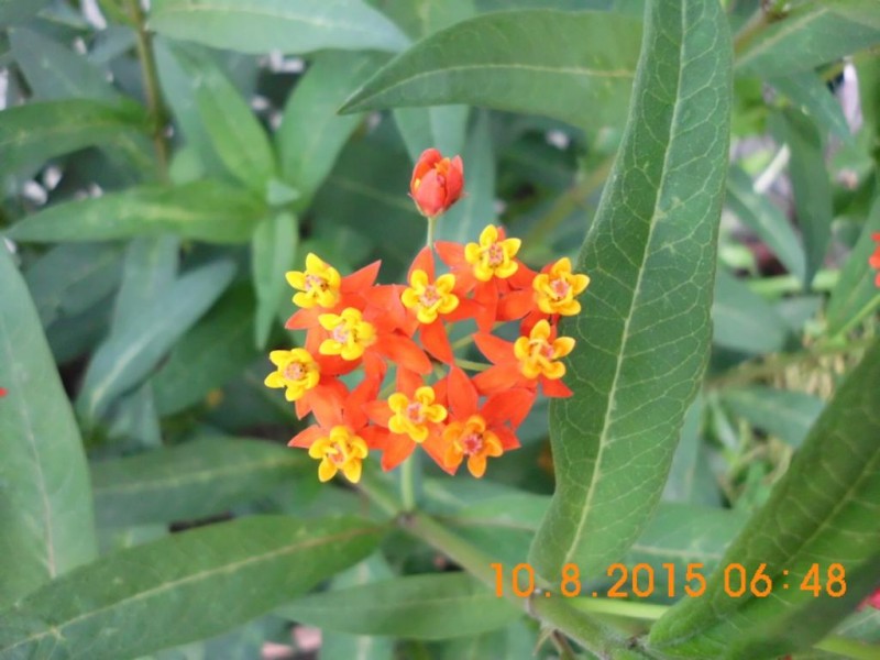 DSCI2801.JPG (85.21 KiB) 3976 mal betrachtet DSCI2801.JPG