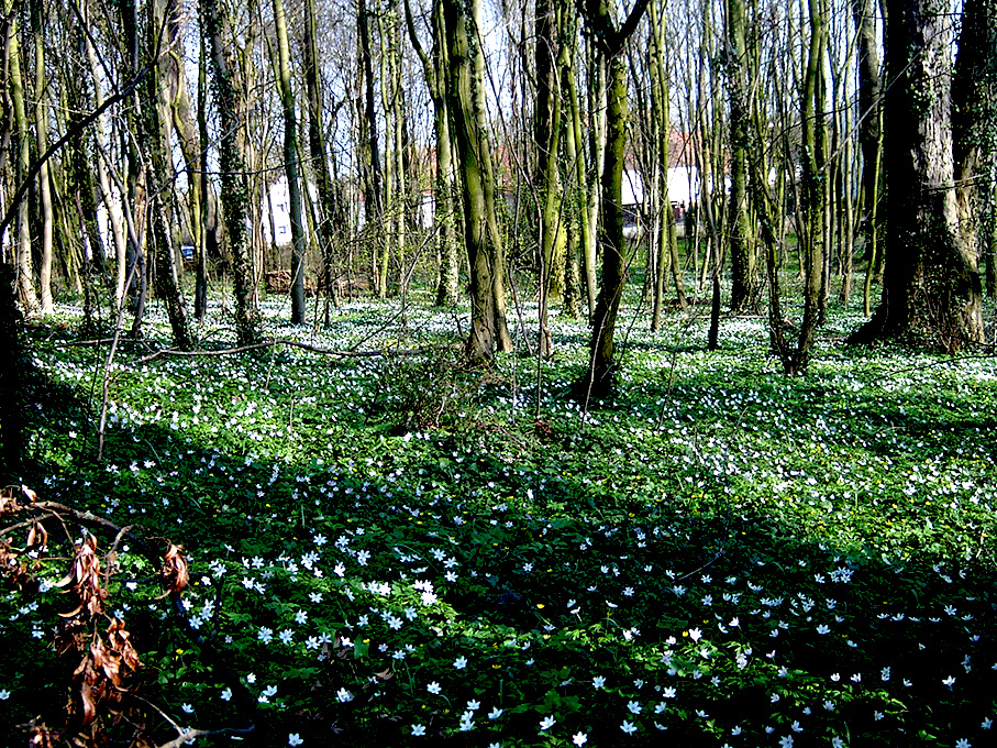 Wasserschlösschen 5.jpg