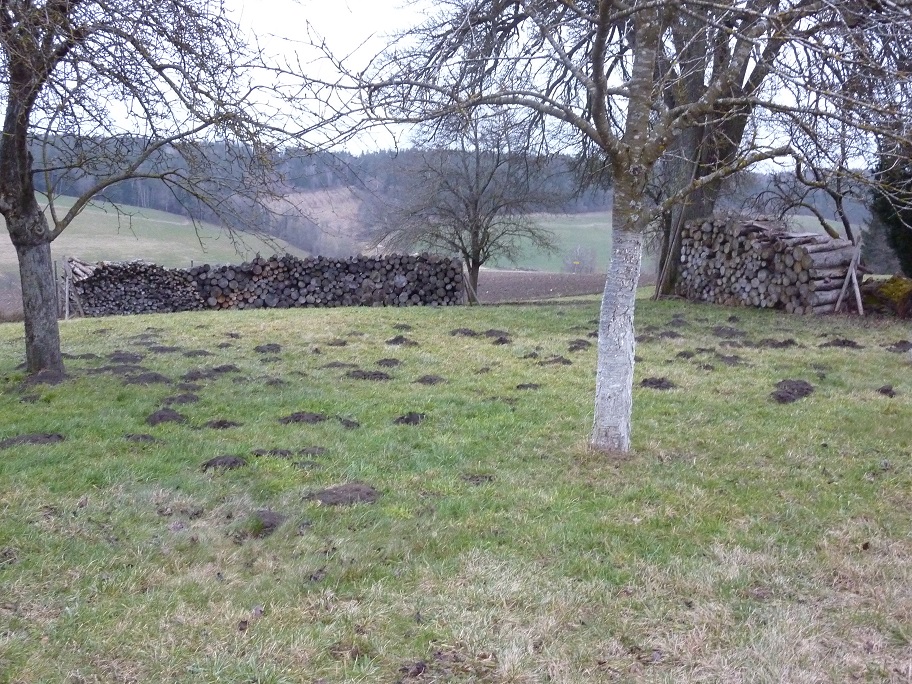 Wühlmäuse1.jpg