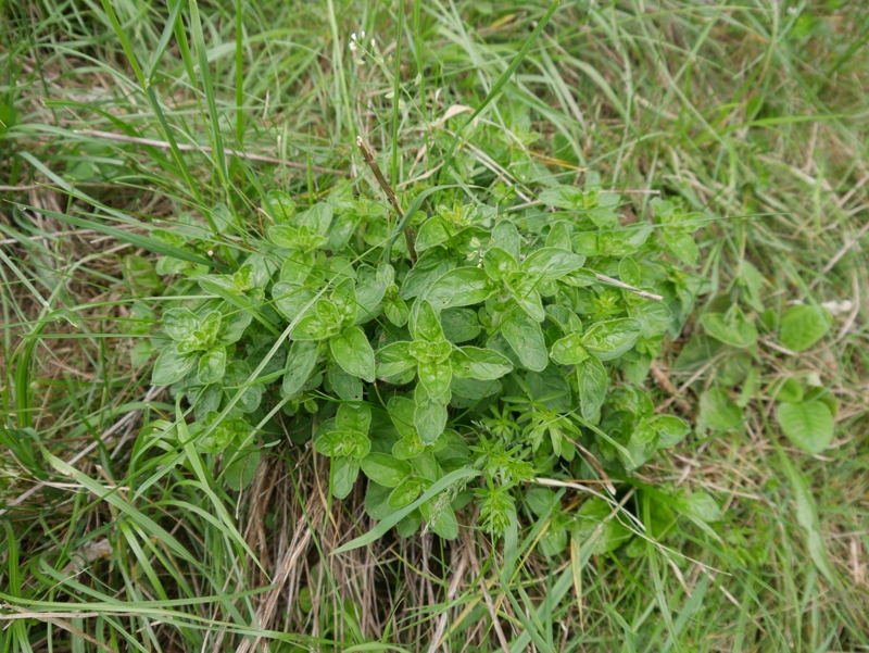 Möglicherweiße Oregano.jpg