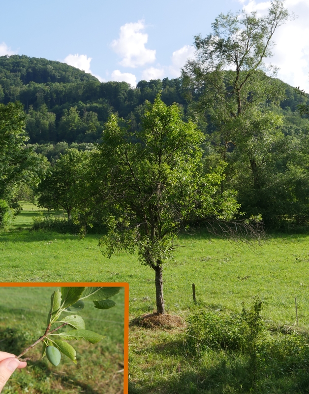 Vermutete Oberösterreichische Weinbirne.jpg