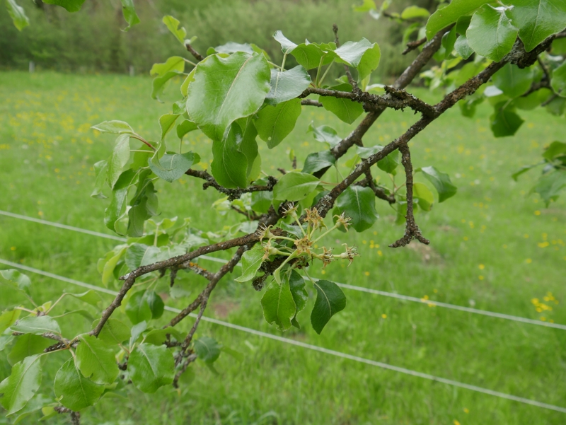 Baumkreis, unbekannter Baum.jpg