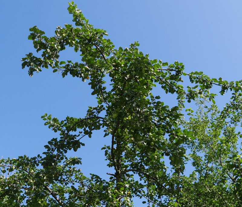 Großer Apfelbaum in der Hecke.jpg