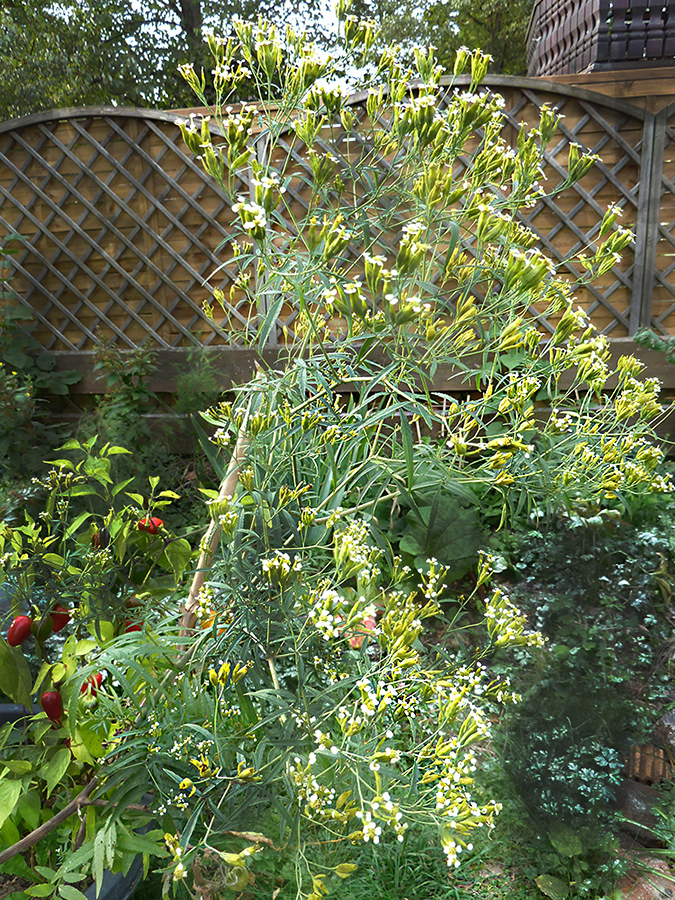 Tagetes minuta.jpg