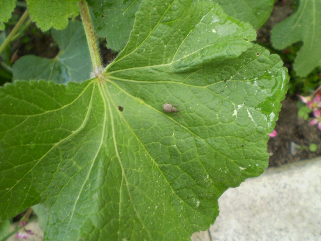 DMR an Gunnera Einfahrt.JPG