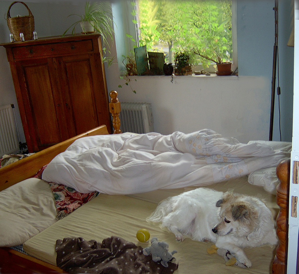 Hund im Bett.jpg
