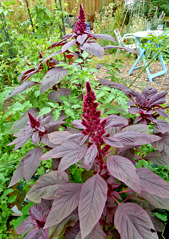 Amaranthus3.jpg