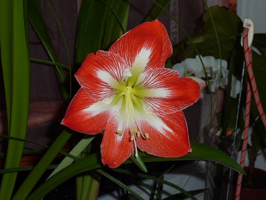 Amaryllis Diterle.jpg