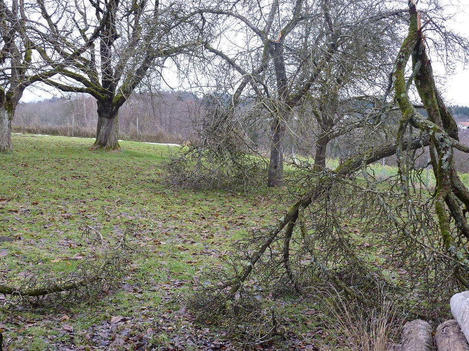 Birnbaumäste1 + Giebel Frühapfelbaum.jpg