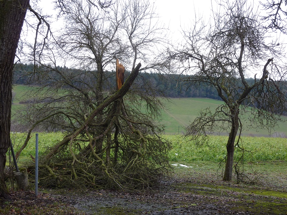 Birnbaumäste2.jpg