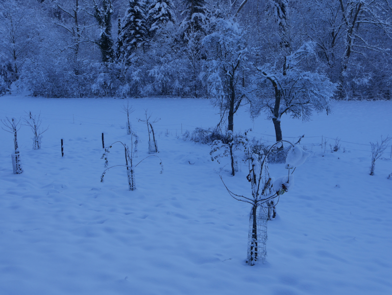 Die jungen Bäume im Schnee.JPG