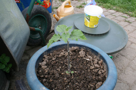 Speicherkarte 21.5.09 142.jpg