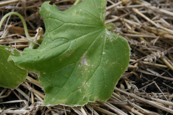 Speicherkarte 21.5.09 071.jpg