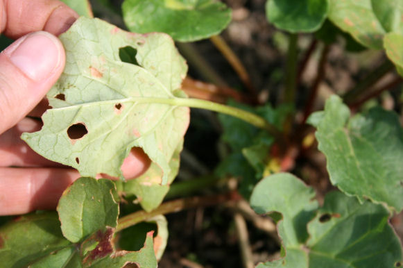 Speicherkarte 21.5.09 086.jpg