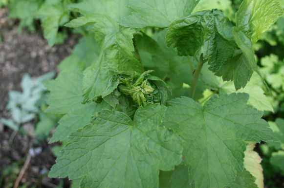 Speicherkarte 21.5.09 137.jpg