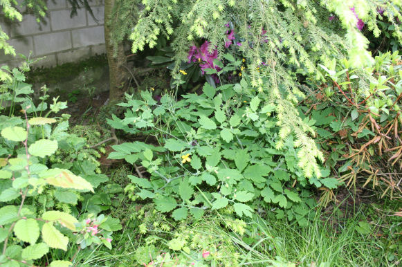 Speicherkarte 21.5.09 135.jpg