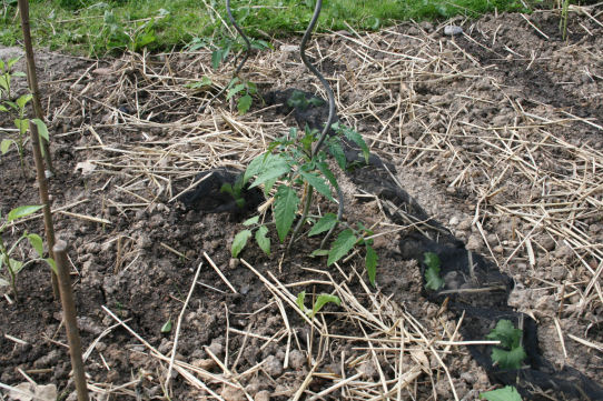 Speicherkarte 21.5.09 154.jpg