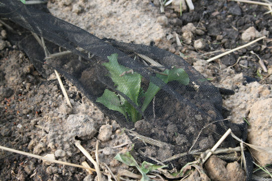 Speicherkarte 21.5.09 152.jpg