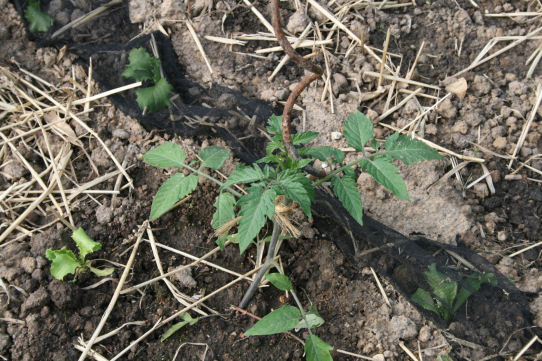 Speicherkarte 21.5.09 151.jpg