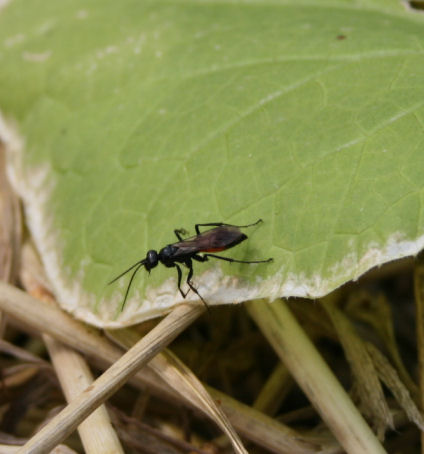 Speicherkarte 21.5.09 166.jpg