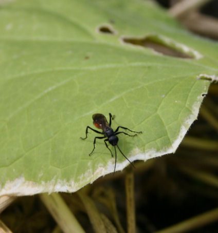 Speicherkarte 21.5.09 165.jpg