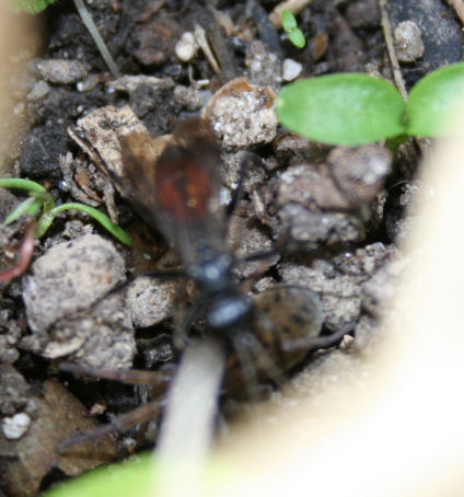 Speicherkarte 21.5.09 163.jpg