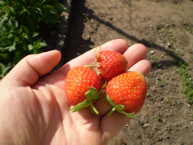 Erdbeeren die dritten mittelgroße.JPG