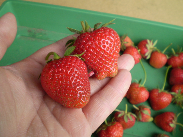 Erdbeeren groß.JPG