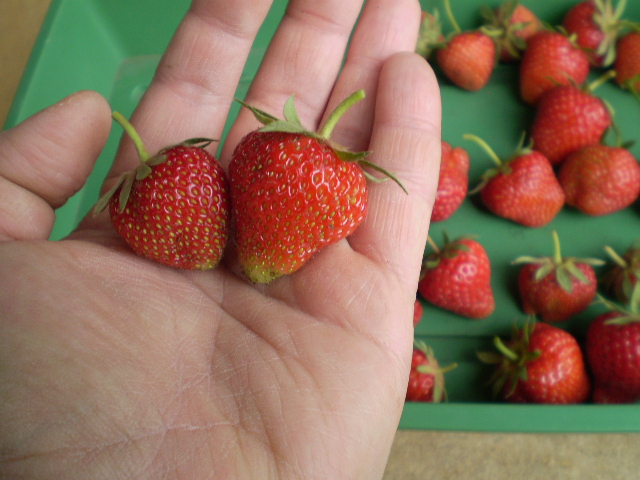 Erdbeeren mittel und klein.JPG