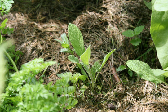 Speicherkarte 4.6.09 090.jpg