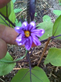 08-06-09_1016.jpg