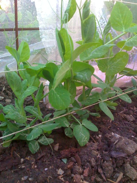 11-06-09_1823.jpg